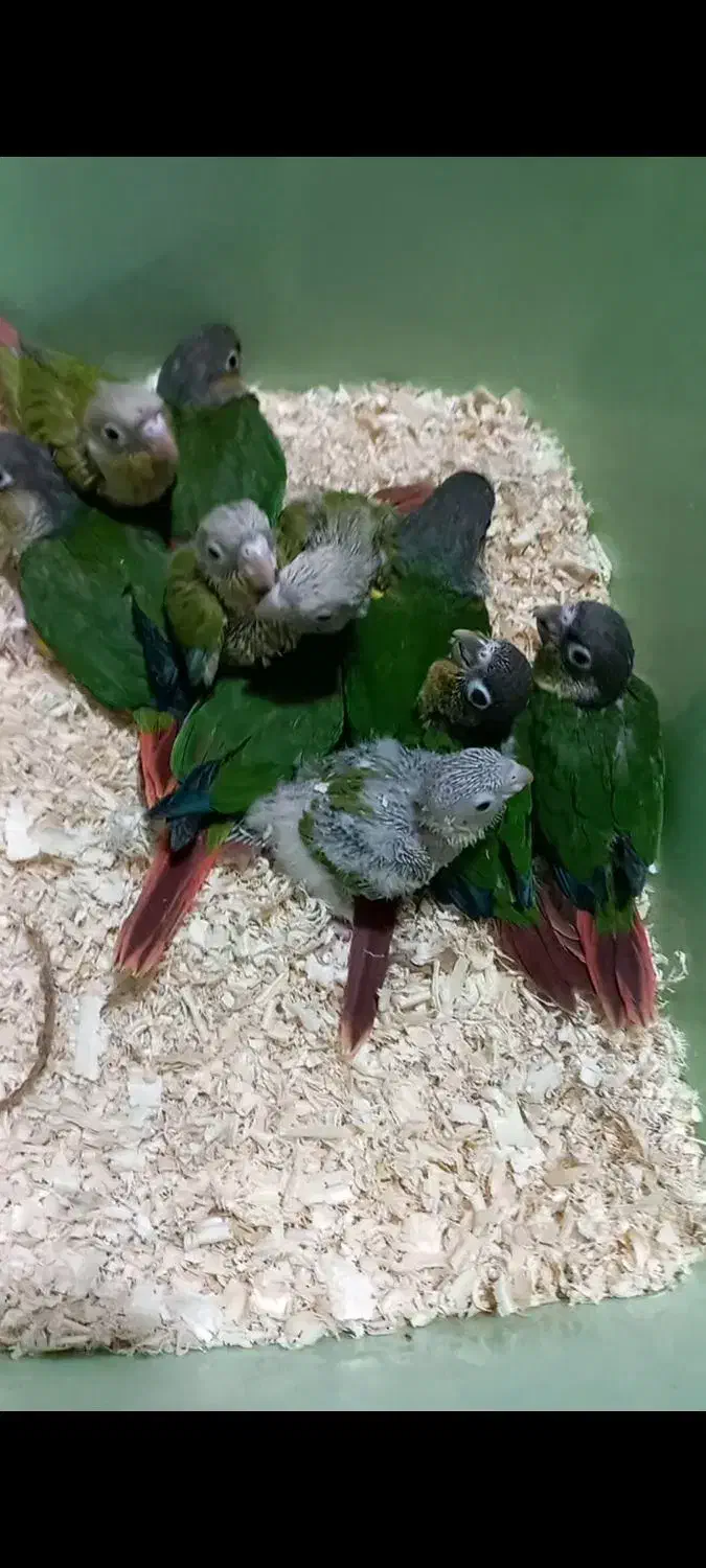 طوطی گیرینچیک|پرنده|شهریار, شهرک بهاران (ویره)|دیوار