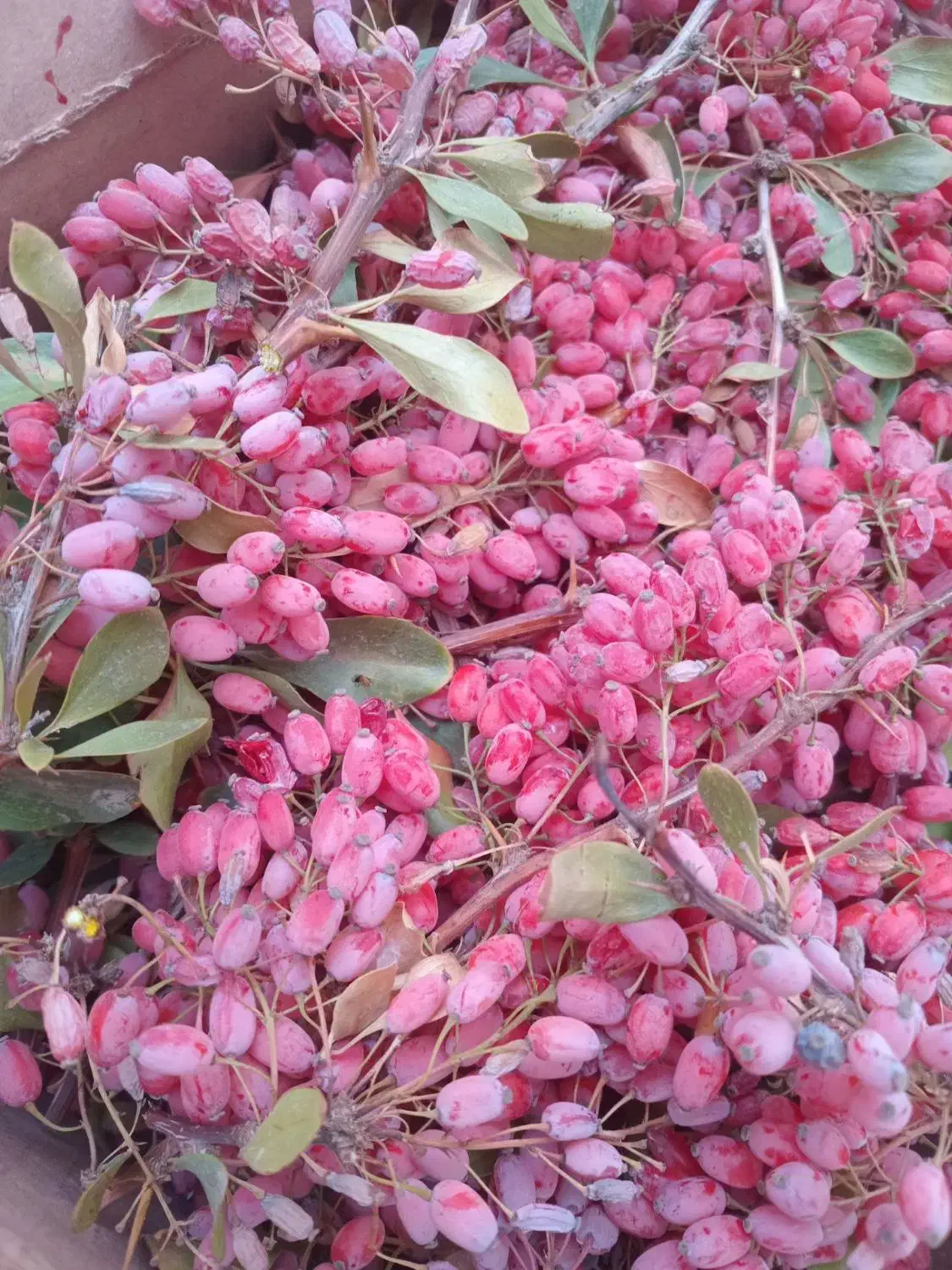 زرشک تازه، تربت|خوردنی و آشامیدنی|تربت جام, مولانا|دیوار