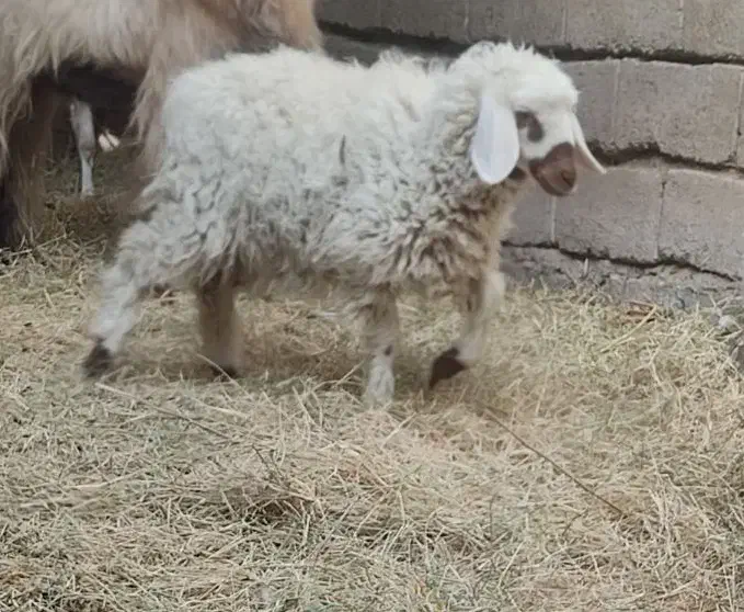 کاور ماده|حیوانات مزرعه|فهرج, |دیوار