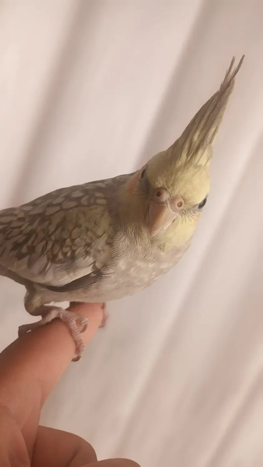 عروس هلندی دستی|پرنده|تربت‌حیدریه, پیشکوه|دیوار