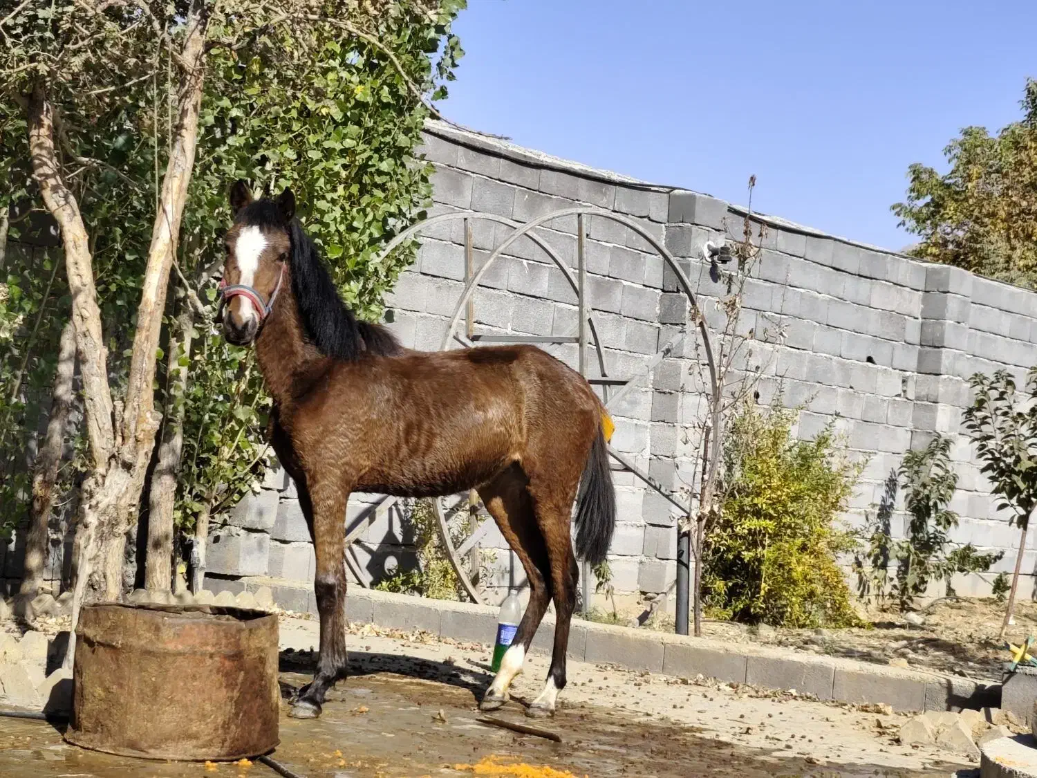 فروش مادیان  شش ساله و کوره مادیان|اسب و تجهیزات اسب‌سواری|سنندج, |دیوار