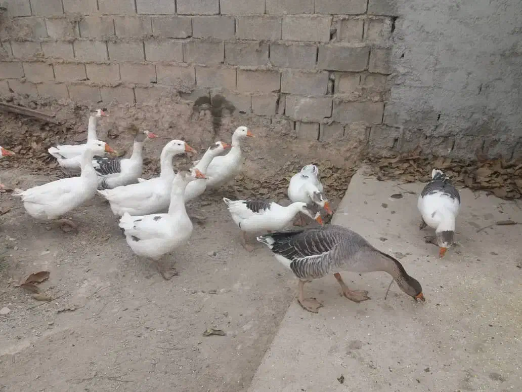 فروش غازهای زیبا|حیوانات مزرعه|کرج, نوروزآباد|دیوار