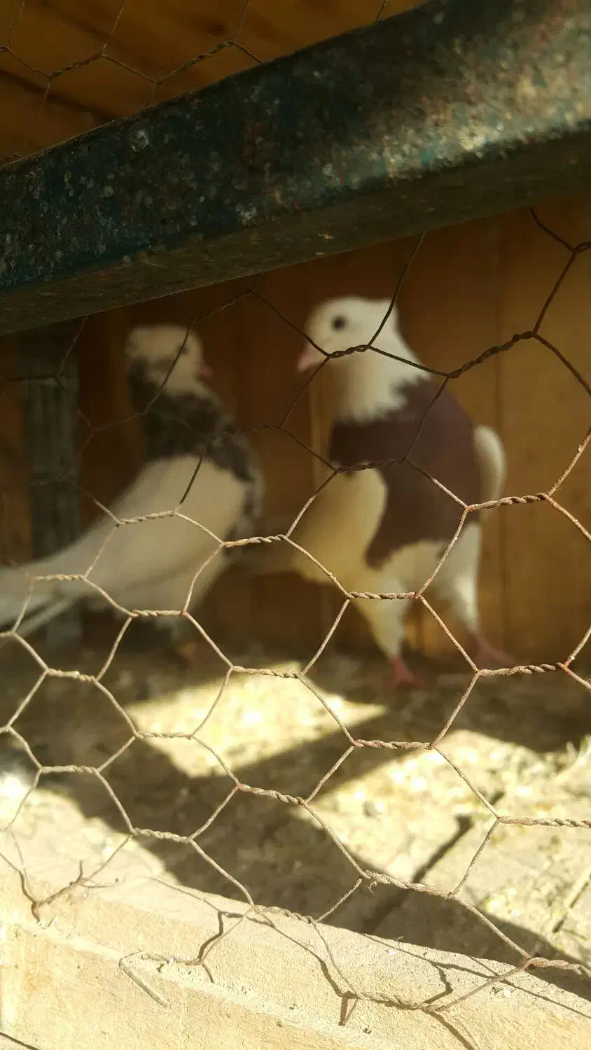 طوقی|پرنده|سلفچگان, |دیوار