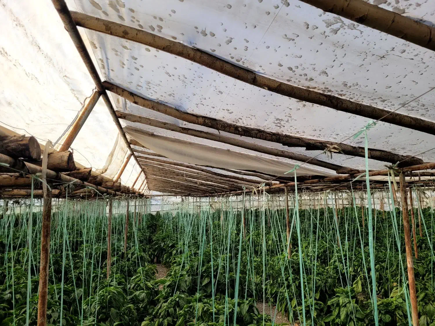 فروش گلخانه|مصالح و تجهیزات ساختمان|ابریشم, |دیوار