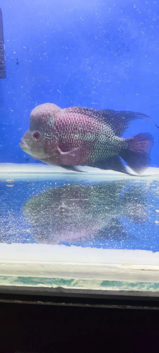 ماهی|ماهی|زاهدان, |دیوار