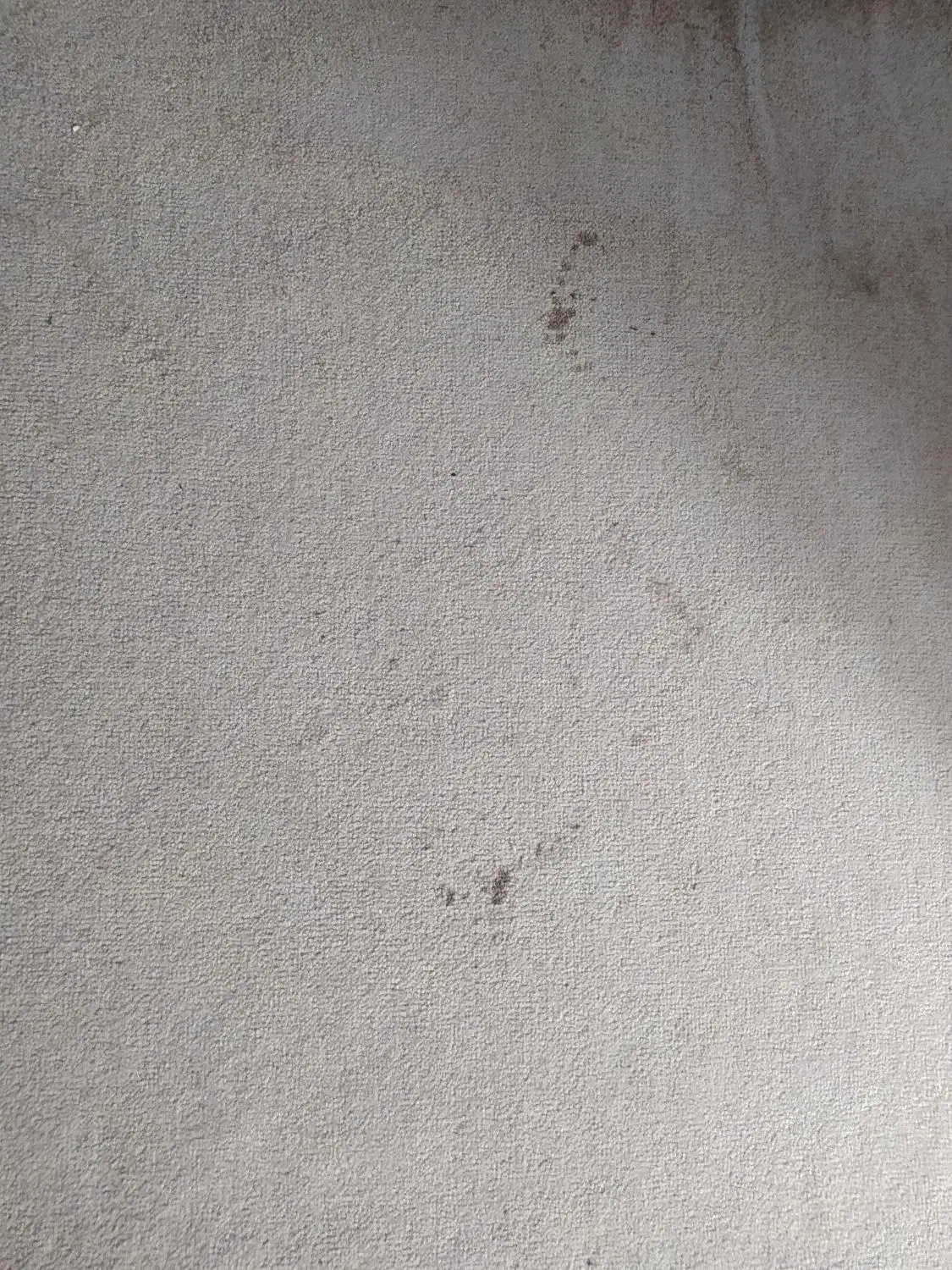 موکت وپرده|موکت|صومعهسرا, |دیوار