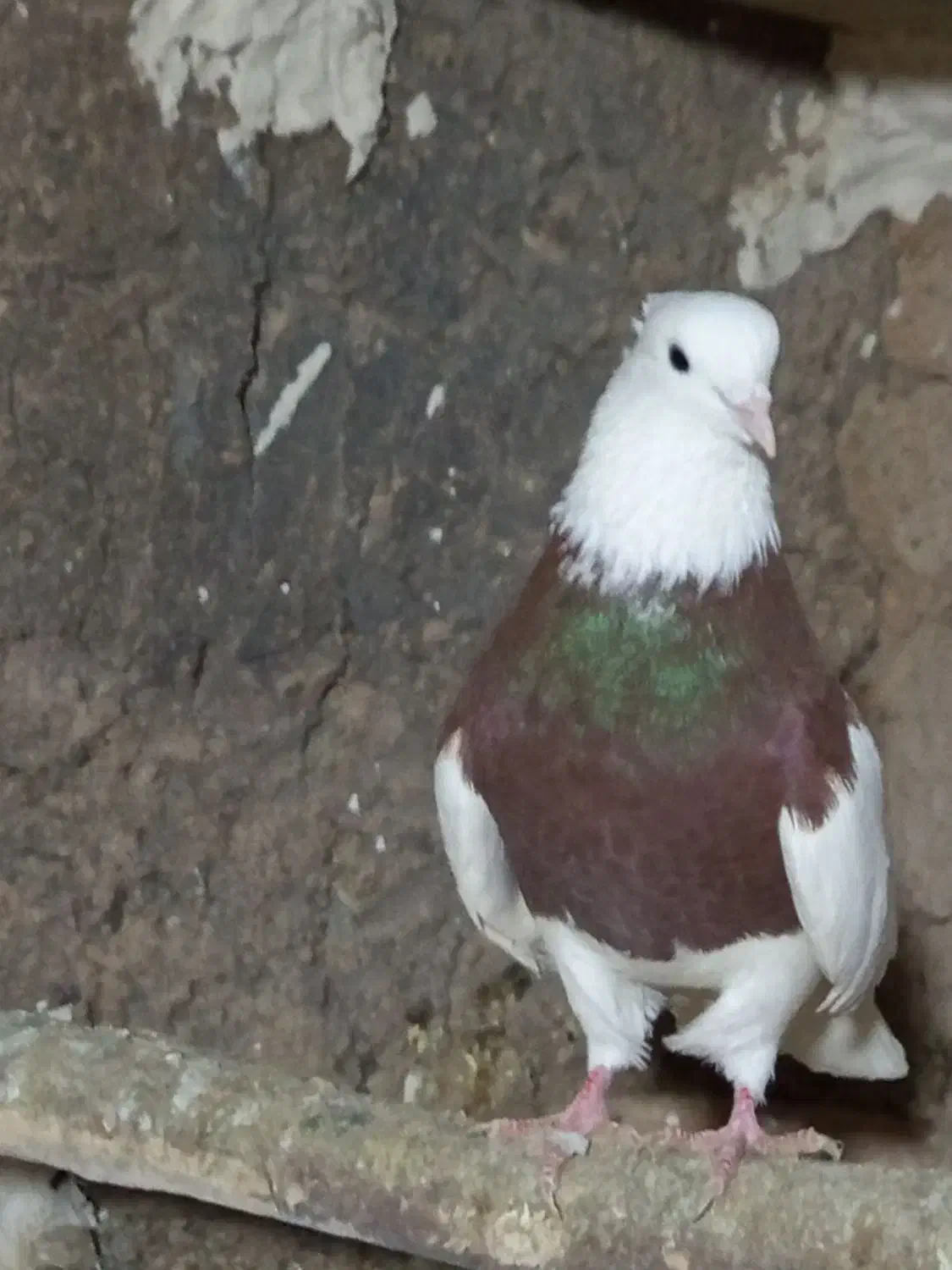 طوقی|پرنده|هرسین, |دیوار