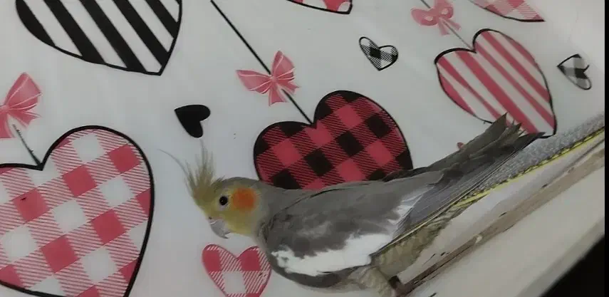 ماده عروس هلندی مست و آماده|پرنده|شوشتر, |دیوار