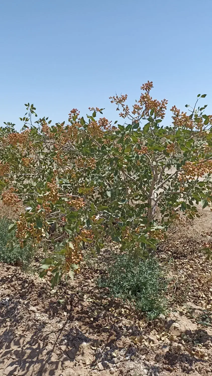 هرس درخت پسته|خدمات باغبانی و درختکاری|سبزوار, قصبه شرقی|دیوار