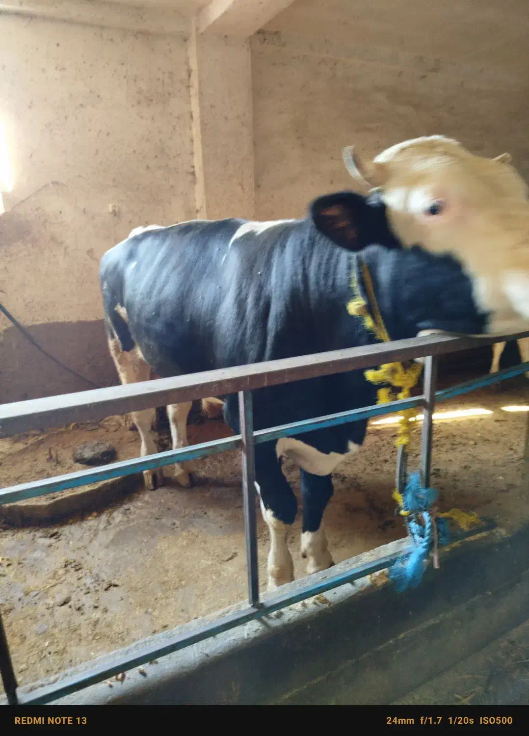 گاو گوشتی سمینتال درجه یک بدون شکم کیلو ۳۵۰|حیوانات مزرعه|میانه, |دیوار