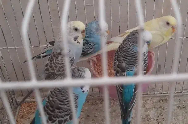 مرغ عشق رنگهای خاص|پرنده|بوشهر, |دیوار