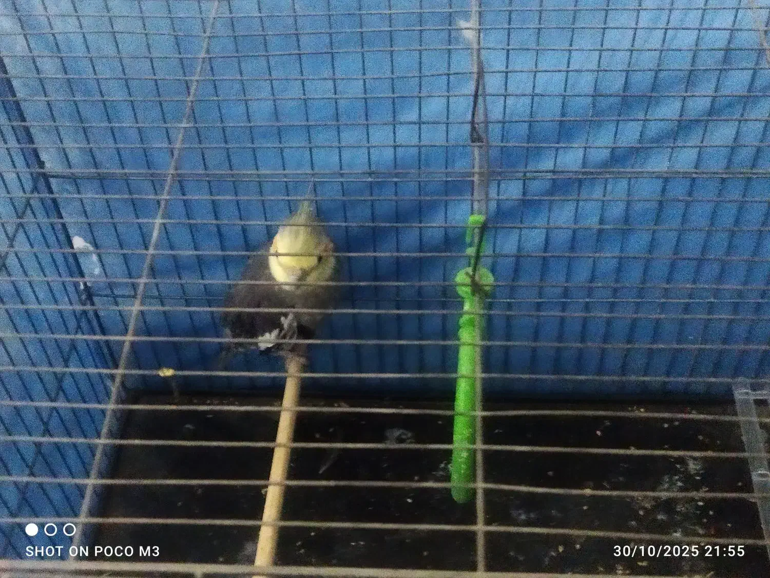 عروس هلندی سرحال و مست نر|پرنده|قرچک, باقرآباد|دیوار