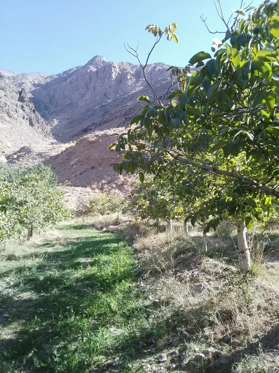 باغ فروشی|فروش دفتر صنعتی، کشاورزی، تجاری|کرمان, |دیوار