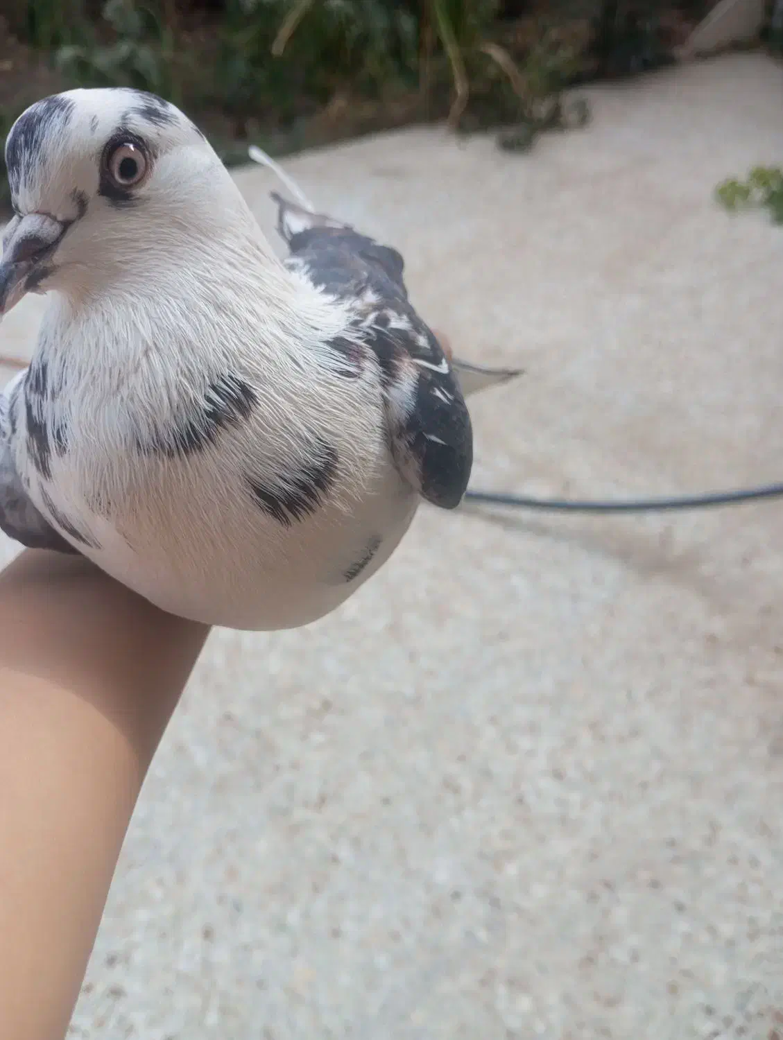 کبوتر|پرنده|بافت, |دیوار