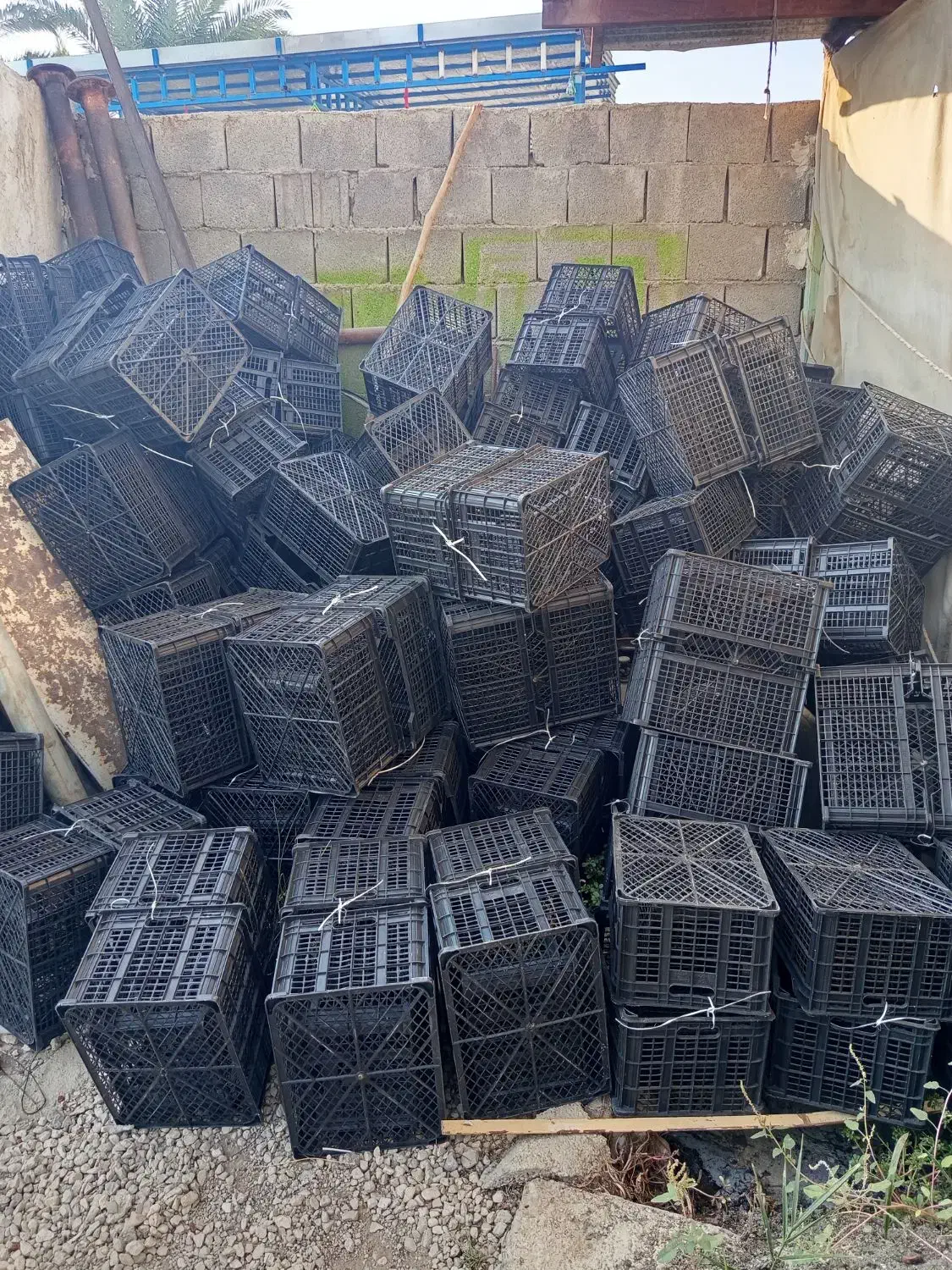 سبد گوجه و قصب ۱۲کیلویی|ظروف نگهدارنده، پلاستیکی، یک‌بارمصرف|بوشکان, |دیوار