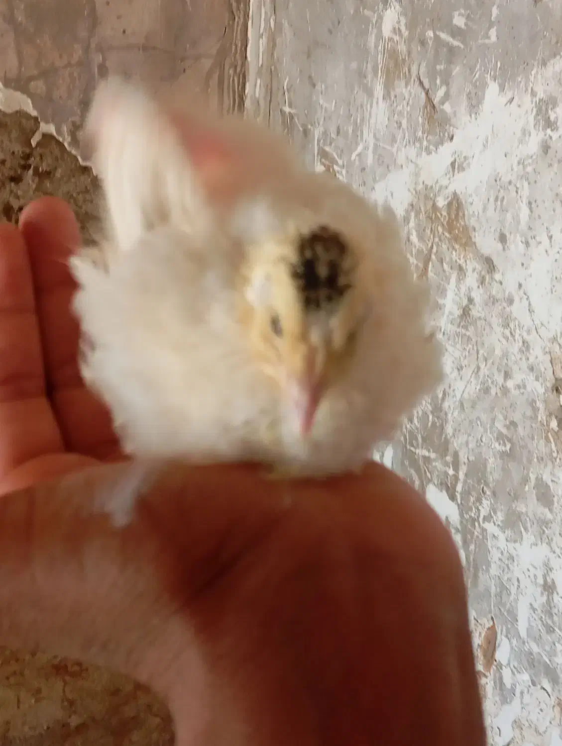 بلدرچین|حیوانات مزرعه|زابل, |دیوار