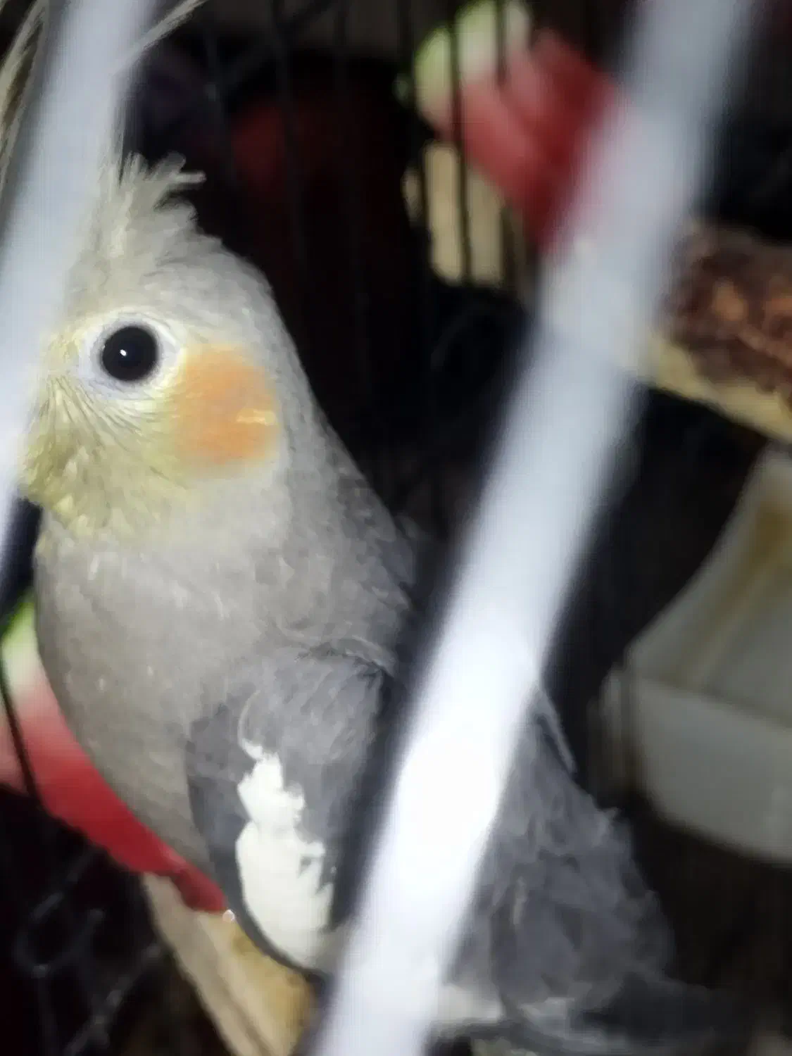 عروس پاریس|پرنده|سوسنگرد, |دیوار