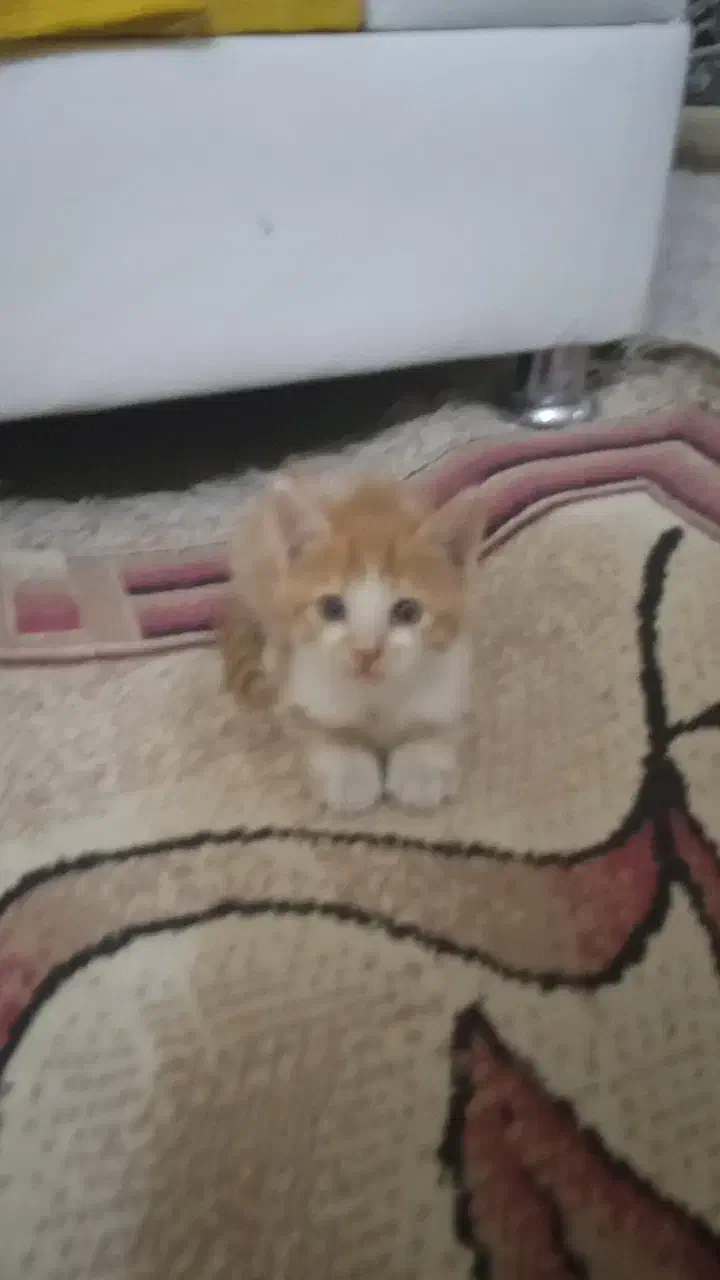 واگذاری بچه گربه 2 ماه dsh با مادرش|گربه|کرمانشاه, |دیوار