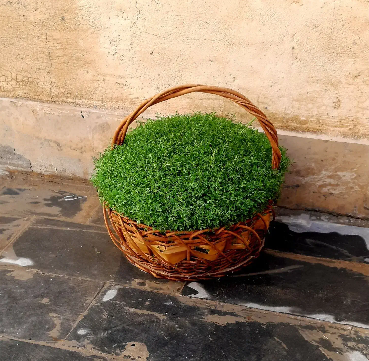 سبزه مراسمات|گل و گیاه طبیعی|نورآباد, |دیوار