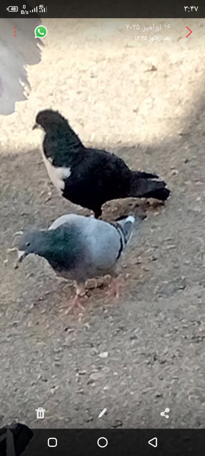 تعدادی مرغ خروس خانگی فروخته میشود|پرنده|ایرانشهر, |دیوار