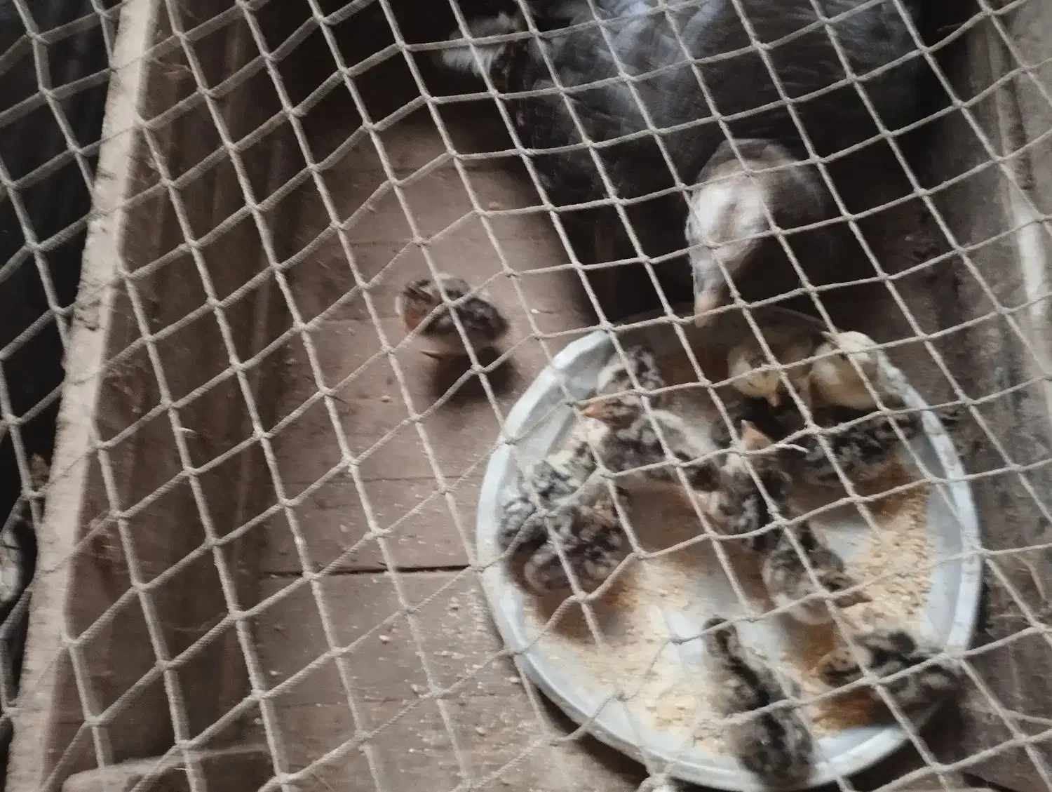 جوجه بوقلمون با مادر  جوجه ۲۰۰ و مادر ۱۲۰۰|حیوانات مزرعه|سنگر, |دیوار