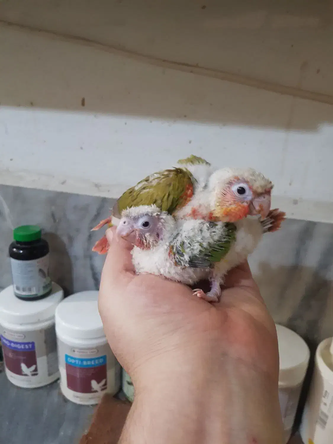 گرینچیک سرلاکی|پرنده|قم, باجک دو|دیوار