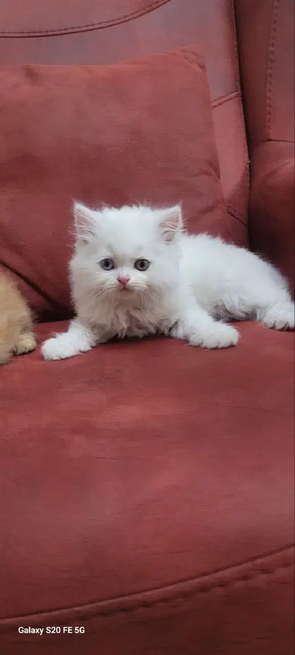 پرشین&برتیش|گربه|کرمانشاه, |دیوار