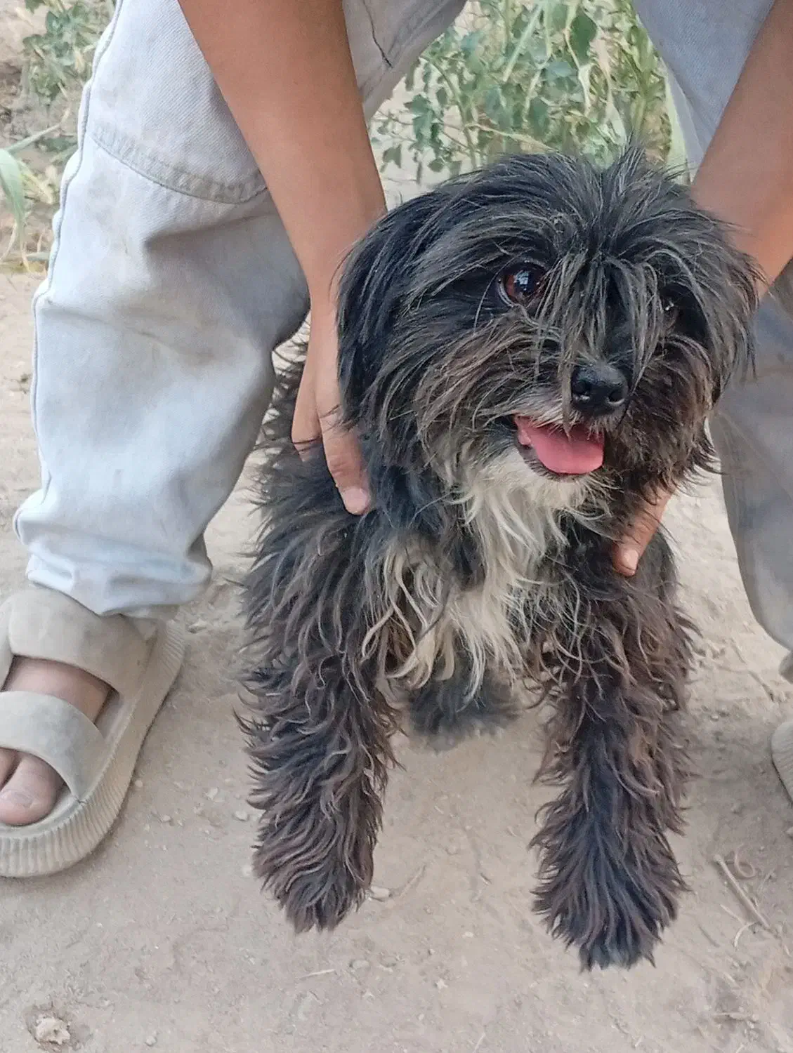 سگ شیتزو ماده ۲ساله|سگ|شهریار, کهنز|دیوار