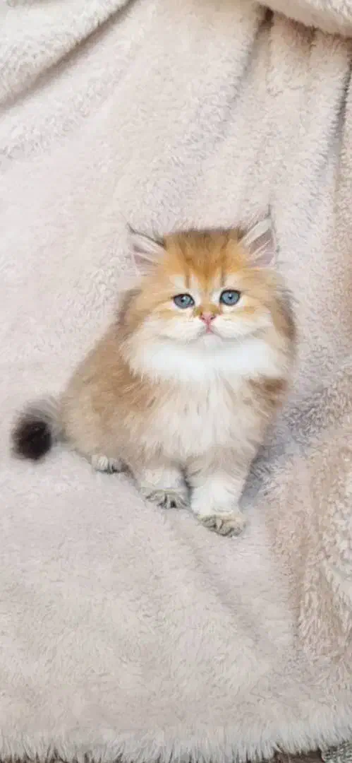 بچه گربه های پرشین اسکاتیش بریتیش زیبا|گربه|آبادان, |دیوار