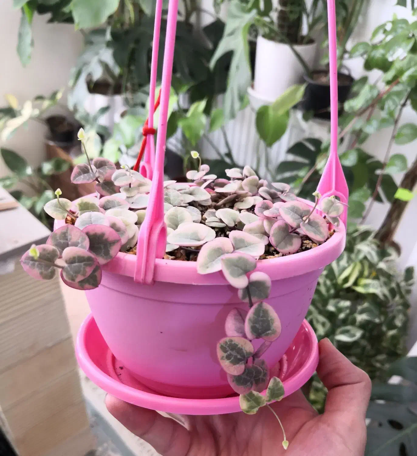 سروپژیا ابلق یا زنجیره قلب ها|گل و گیاه طبیعی|قم, انسجام|دیوار