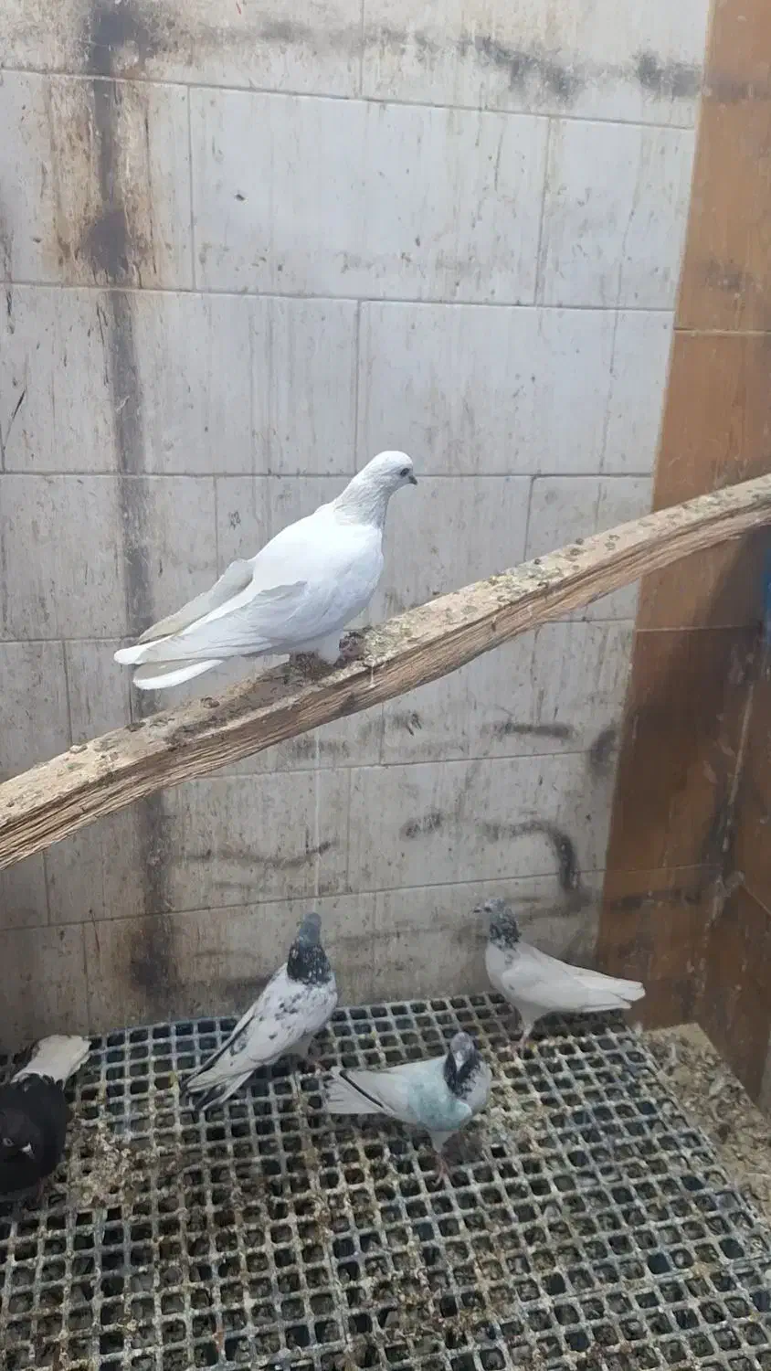 شیخ بلند گرد|پرنده|بندر ماهشهر, |دیوار