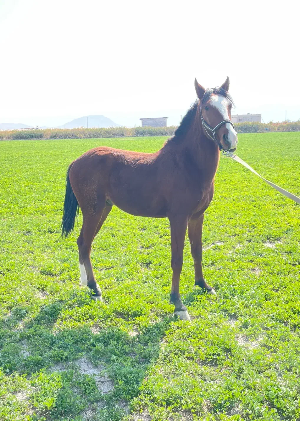 به فروش می رسد.. کره اسب نریون ،نژاد دره شوری|اسب و تجهیزات اسب‌سواری|فیروزآباد (فارس), |دیوار