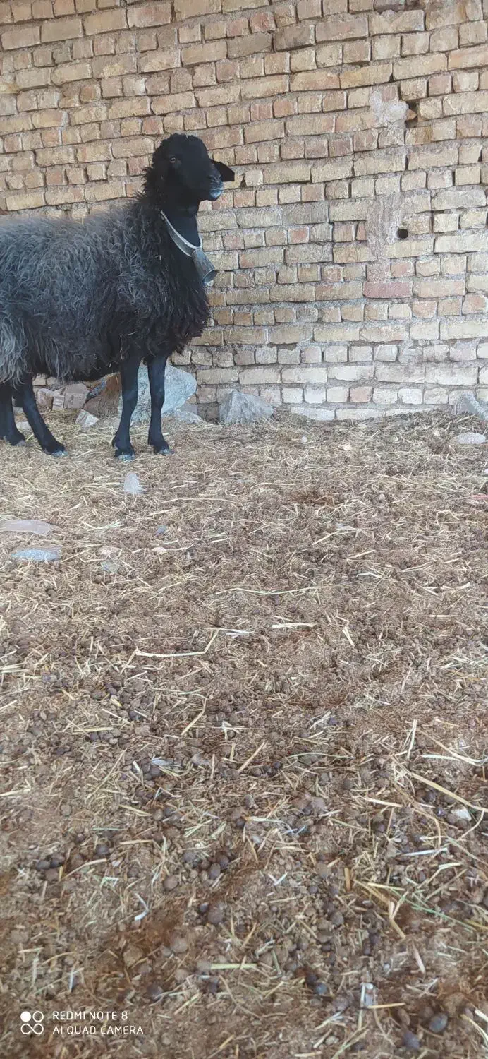 شیشک میش افشاری|حیوانات مزرعه|مبارکه, |دیوار