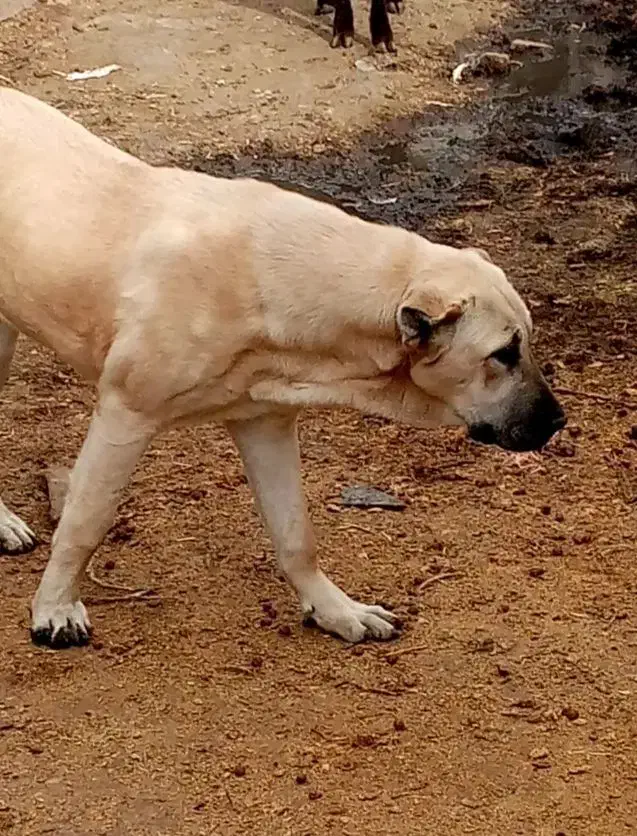 واگذاری دو عدد پژدر|سگ|کیار, |دیوار