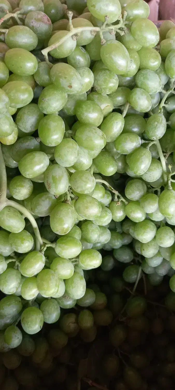 آبغوره بی نمک درجه یک امسال|خوردنی و آشامیدنی|هشتگرد, هشتگرد قدیم|دیوار