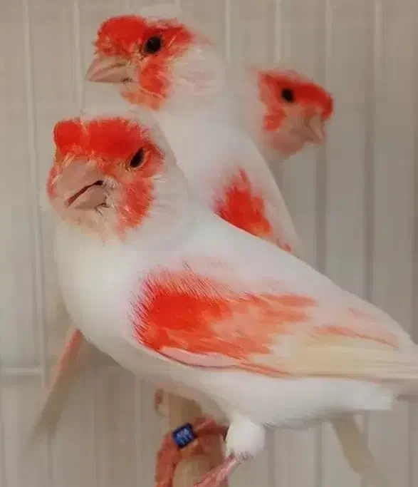 قناری ماده موزاییک|پرنده|تهران, توحید|دیوار