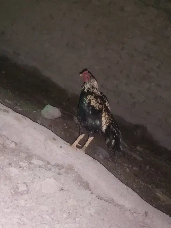 خروس|حیوانات مزرعه|سراوان, |دیوار