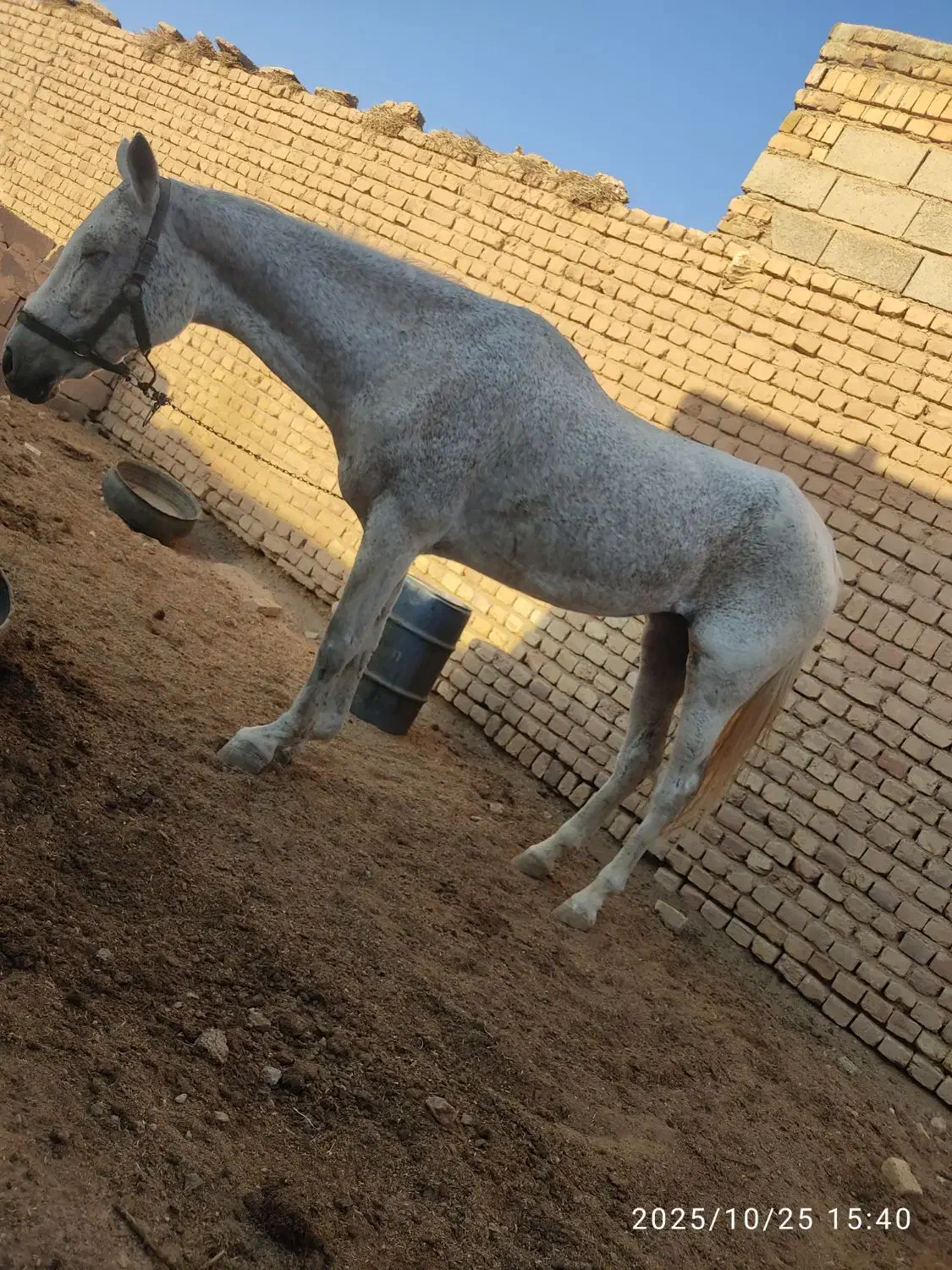 اسب|اسب و تجهیزات اسبسواری|یونسی, |دیوار