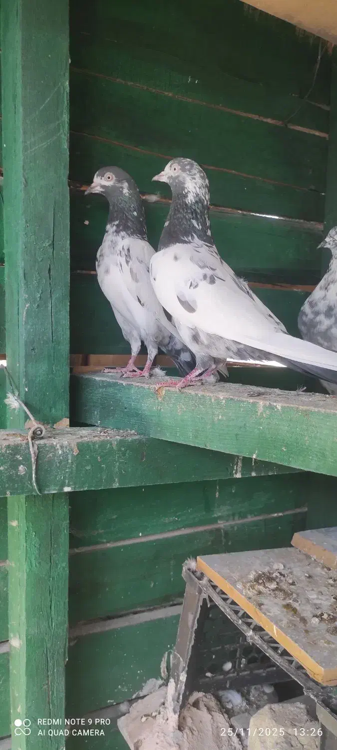 سه عدد حیوون درجه یک|پرنده|بندرعباس, |دیوار