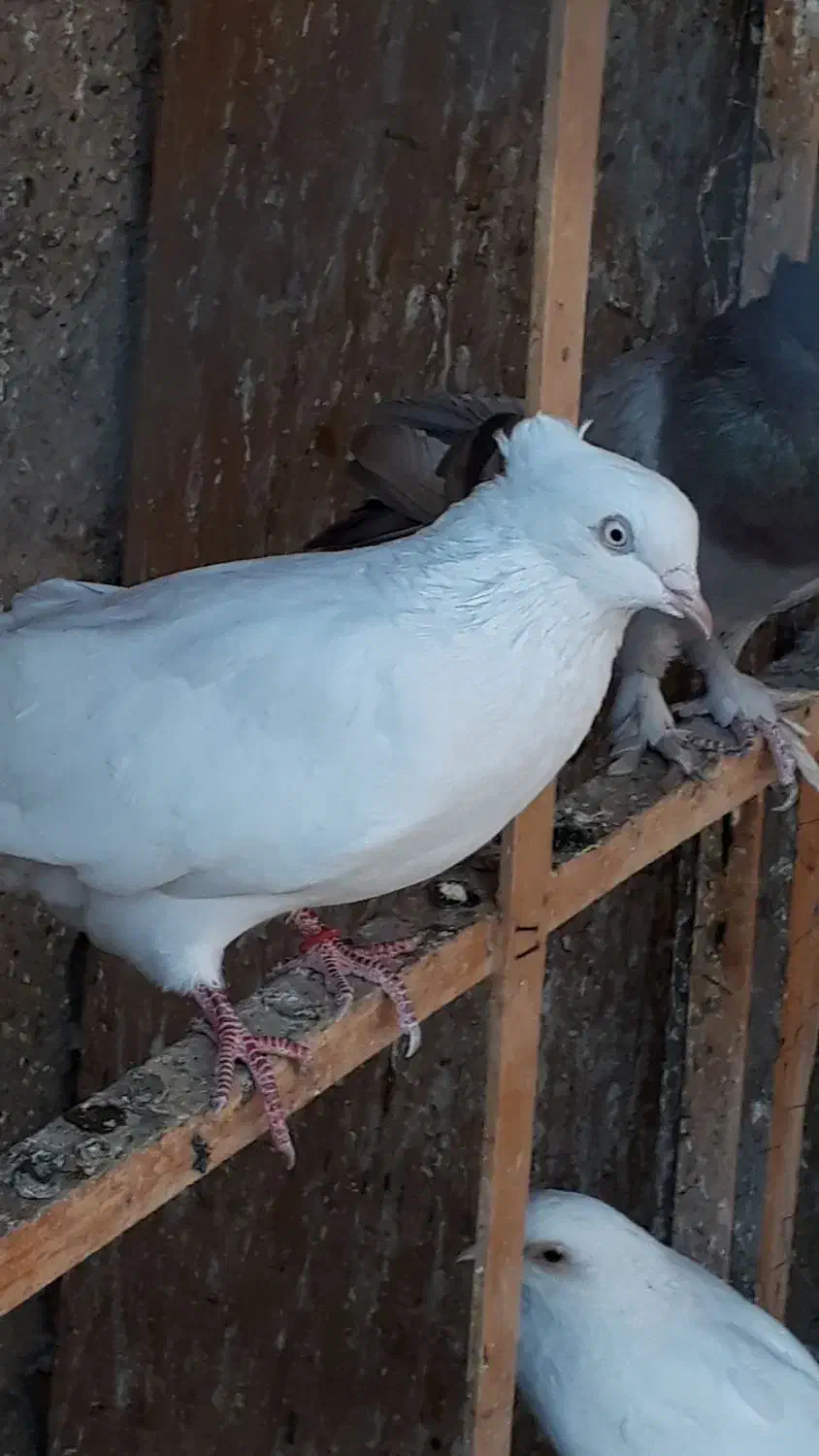 سفید اراکی|پرنده|چهاردانگه (تهران), |دیوار