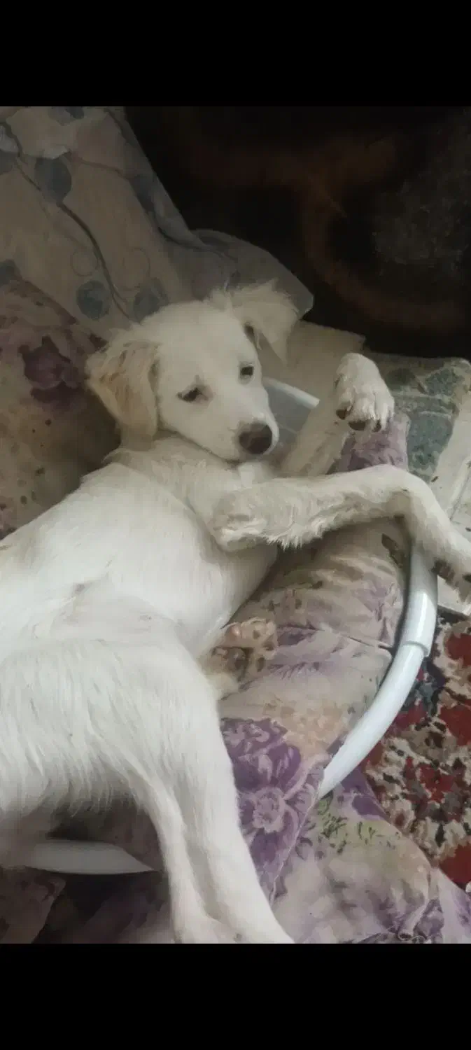 اشپتیز|سگ|اصفهان, عمان سامانی|دیوار