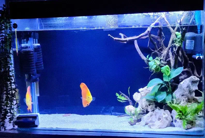 آکواریوم|ماهی|ری, دیلمان|دیوار