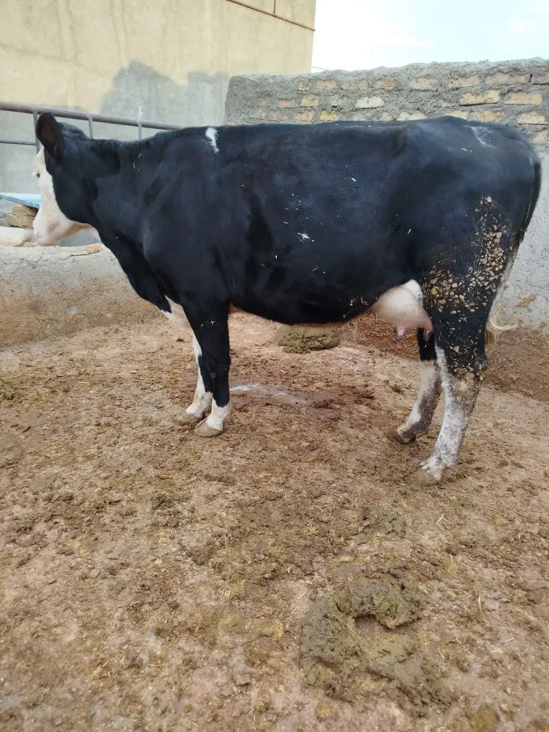 گاو شیری سمینتال تلیسه|حیوانات مزرعه|قزوین, |دیوار