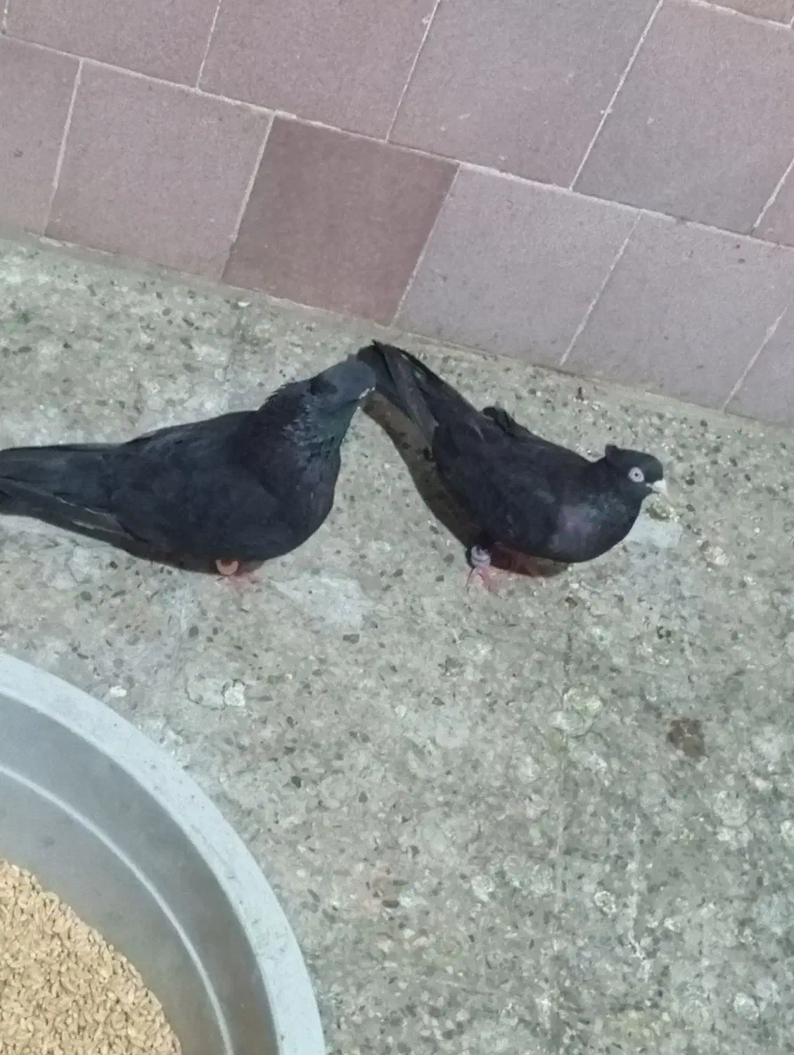 زاغ درجایی با زاغ آبادانی|پرنده|میناب, |دیوار