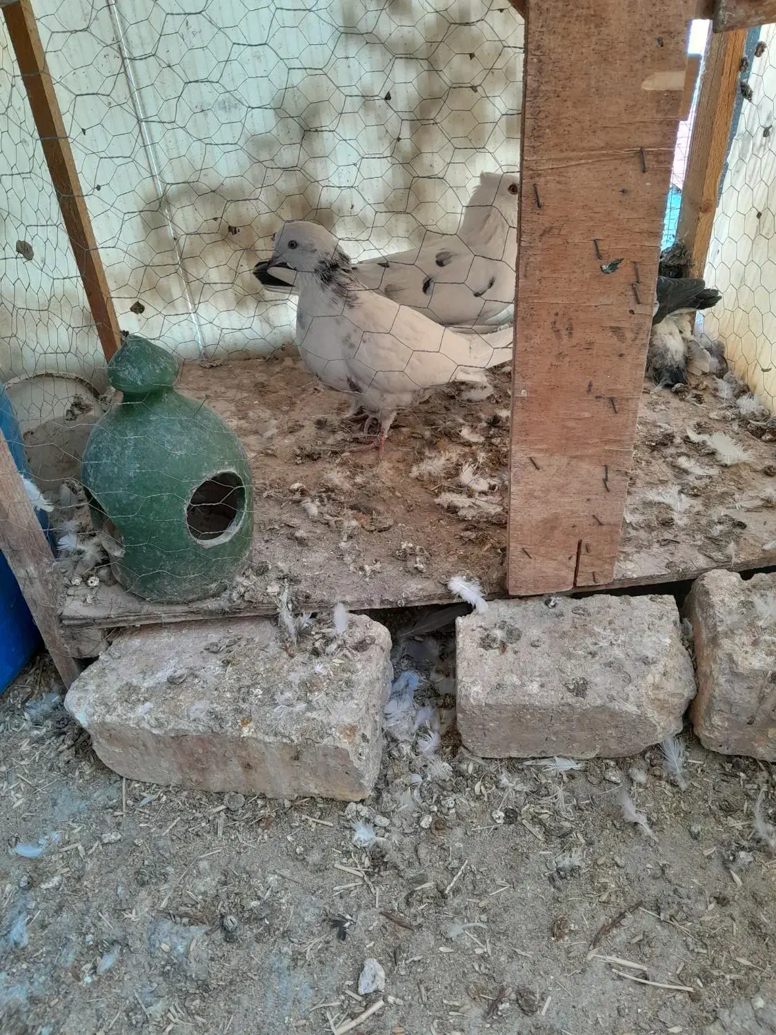 کبوتر پرشی|پرنده|زیباشهر, |دیوار