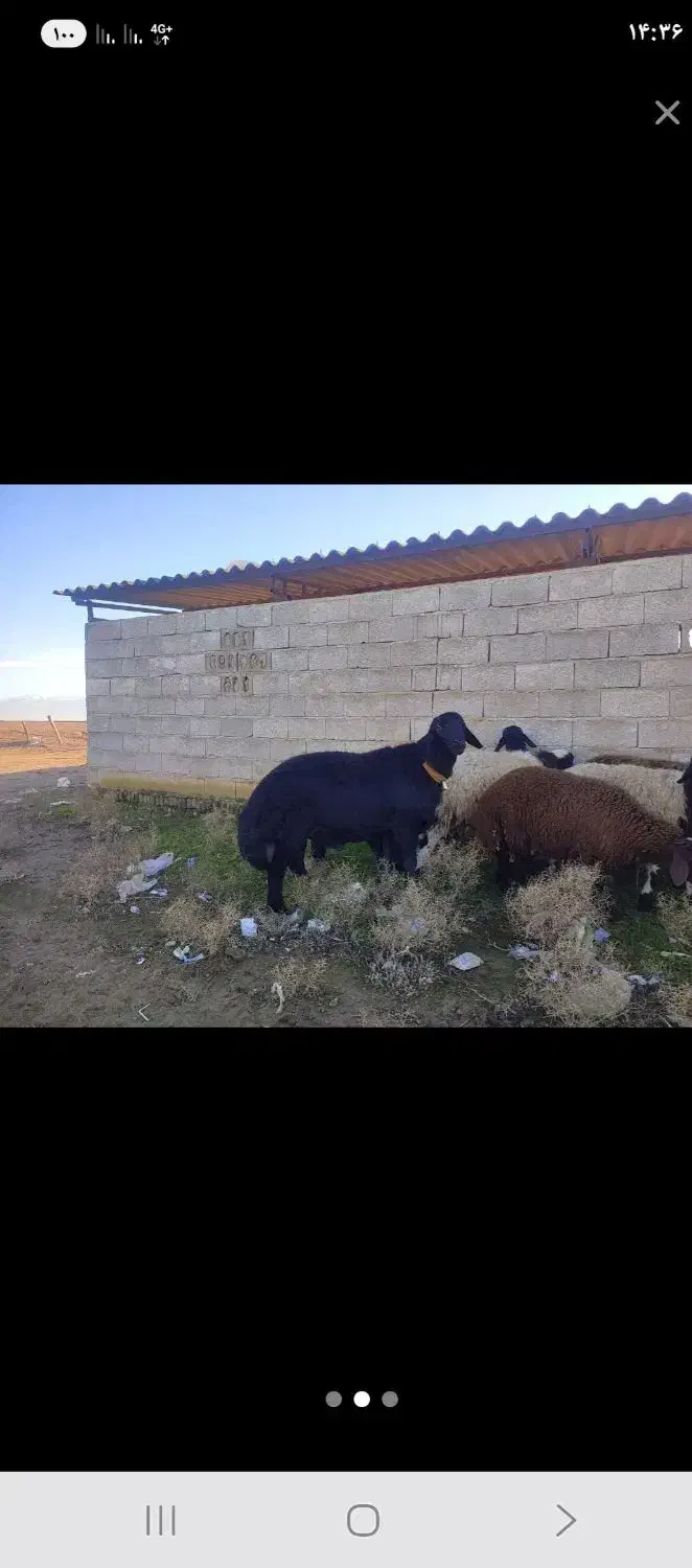 گوسفند گم شده|حیوانات|بندر ترکمن, |دیوار