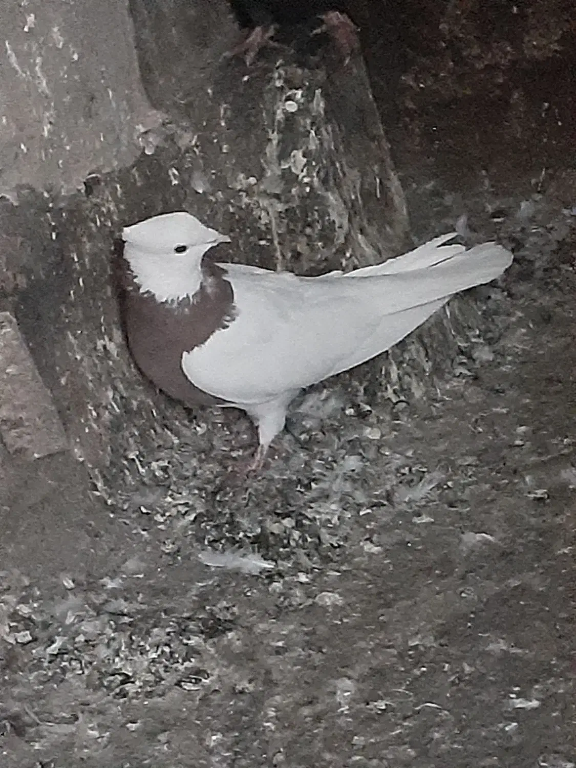 طوقی،سرخ،ماده|پرنده|گلبهار, شهر جدید گلبهار|دیوار