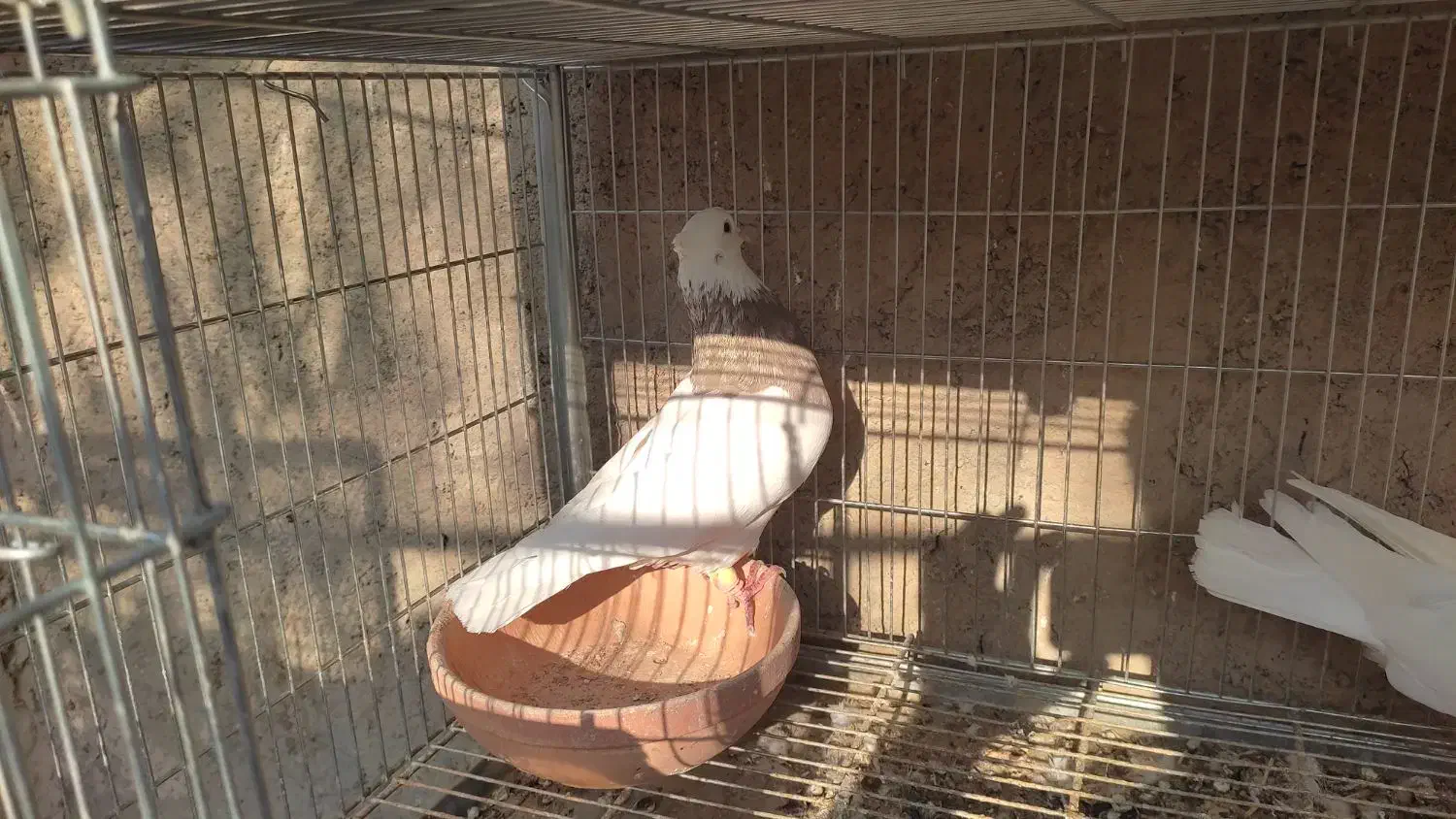 نراجری|پرنده|باغ بهادران, |دیوار