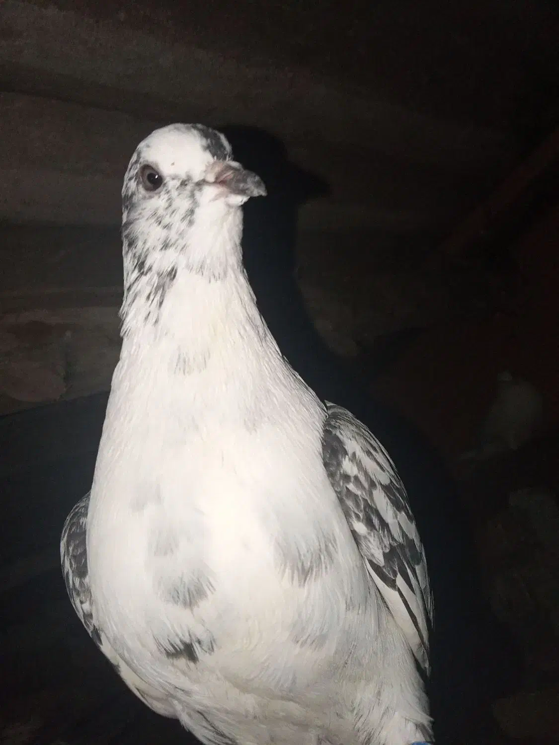 کبوتر|پرنده|رشت, منظریه|دیوار