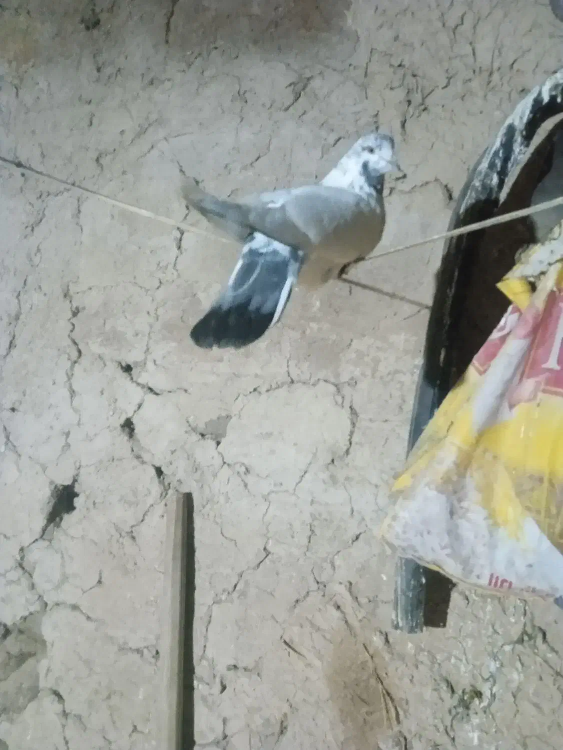 پرنده|پرنده|اردبیل, |دیوار